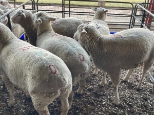 5X ILE DE FRANCE COMMERCIAL PREGNANT EWE HAGELAND