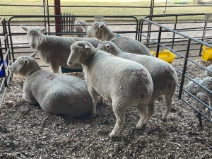 5X ILE DE FRANCE COMMERCIAL PREGNANT EWE HAGELAND