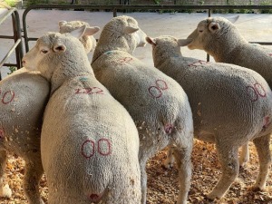 5X ILE DE FRANCE COMMERCIAL PREGNANT EWE HAGELAND