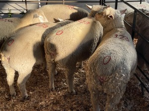 5X ILE DE FRANCE COMMERCIAL PREGNANT EWE HAGELAND