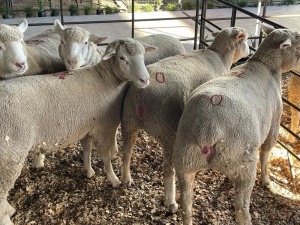 5X ILE DE FRANCE COMMERCIAL PREGNANT EWE HAGELAND