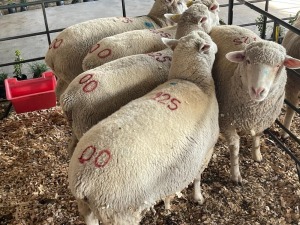 5X ILE DE FRANCE COMMERCIAL PREGNANT EWE HAGELAND