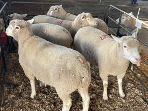 5X ILE DE FRANCE COMMERCIAL PREGNANT EWE HAGELAND