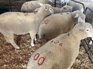 5X ILE DE FRANCE COMMERCIAL PREGNANT EWE HAGELAND