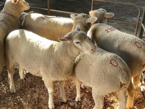 5X ILE DE FRANCE COMMERCIAL PREGNANT EWE HAGELAND