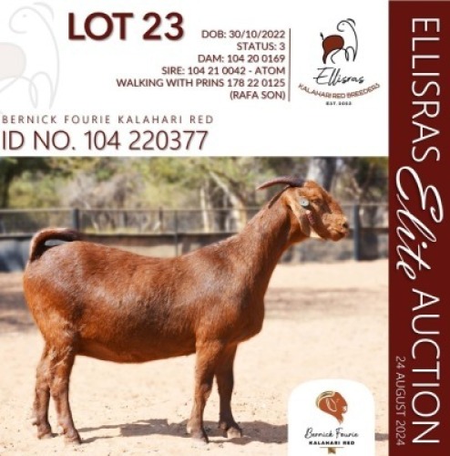 1X KALAHARI RED STUD 17-104 PREGNANT DOE BERNICK FOURIE KALAHARI REDS