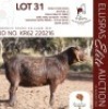 1X KALAHARI RED STUD 48-105 DOE BERNICK FOURIE KALAHARI REDS