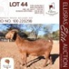 1X KALAHARI RED STUD 17-102 PREGNANT DOE BERNICK FOURIE KALAHARI REDS