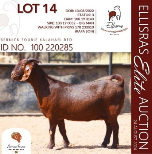 1X KALAHARI RED KUDDE 17-111 PREGNANT DOE BERNICK FOURIE KALAHARI REDS