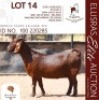 1X KALAHARI RED KUDDE 17-111 PREGNANT DOE BERNICK FOURIE KALAHARI REDS