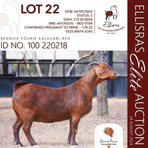 1X KALAHARI RED KUDDE 17-031 PREGNANT DOE BERNICK FOURIE KALAHARI REDS