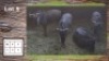 4X BLOUWILDEBEES V/F:4 (Per Piece to take the lot/Per stuk om lot te neem)