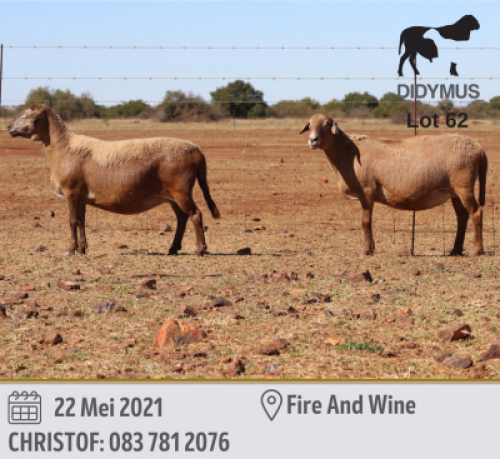 LOT 62 2 X MEATMASTER OOI DIDYMUS(PER PIECE TO TAKE THE LOT)