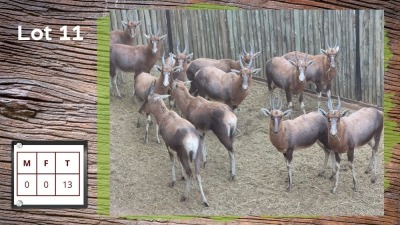 13X BLESBOK (Per Piece to take the lot/Per stuk om lot te neem)