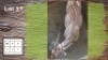 1X ELAND M:1