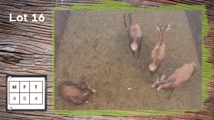 4X BLESBOK M:4 (Per Piece to take the lot/Per stuk om lot te neem)