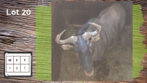 1X BLOUWILDEBEES M:1