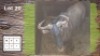 1X BLOUWILDEBEES M:1