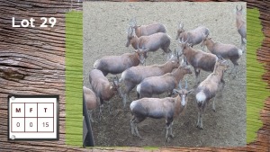 15X BLESBOK (Per Piece to take the lot/Per stuk om lot te neem)