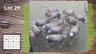 15X BLESBOK (Per Piece to take the lot/Per stuk om lot te neem)