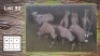 7X GEMSBOK V/F:7 (Per Piece to take the lot/Per stuk om lot te neem)