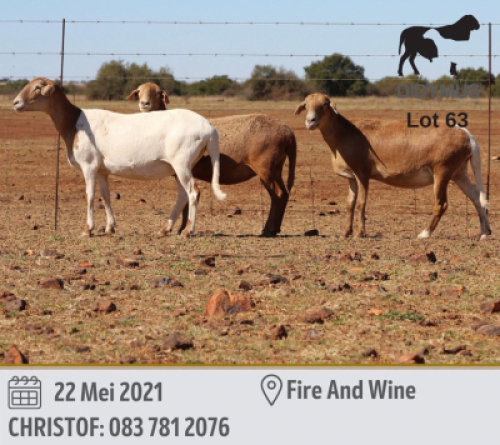 LOT 63 3 X MEATMASTER OOI DIDYMUS(PER PIECE TO TAKE THE LOT)