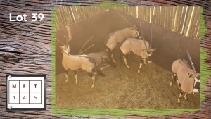 5X GEMSBOK M:1 V/F:4 (Per Piece to take the lot/Per stuk om lot te neem)