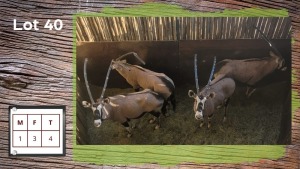 4X GEMSBOK M:1 F:3 (Per Piece to take the lot/Per stuk om lot te neem)