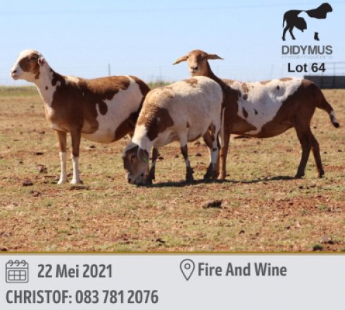 LOT 64 3 X MEATMASTER OOI DIDYMUS(PER PIECE TO TAKE THE LOT)