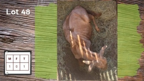 1X GOUE WILDEBEES M:1