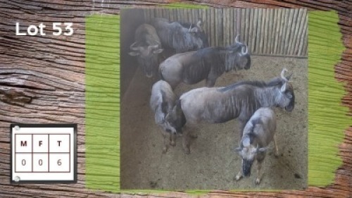 6X BLOUWILDEBEES (Per Piece to take the lot/Per stuk om lot te neem)