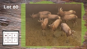 7X BLESBOK (Per Piece to take the lot/Per stuk om lot te neem)