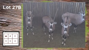 4X GEMSBOK (Per Piece to take the lot/Per stuk om lot te neem)