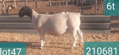 1X DORPER T4 EWE VICTOR KRUGER DORPERS