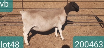 1X DORPER T4 PREGNANT EWE VICTOR KRUGER DORPERS