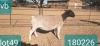 1X DORPER T4 PREGNANT EWE VICTOR KRUGER DORPERS