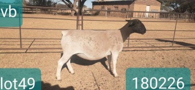 1X DORPER T4 PREGNANT EWE VICTOR KRUGER DORPERS