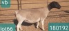 1X DORPER T3 PREGNANT EWE VICTOR KRUGER DORPERS