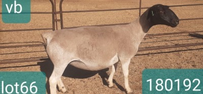 1X DORPER T3 PREGNANT EWE VICTOR KRUGER DORPERS