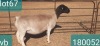 1X DORPER T5 PREGNANT EWE VICTOR KRUGER DORPERS