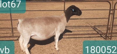 1X DORPER T5 PREGNANT EWE VICTOR KRUGER DORPERS