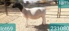 1X DORPER T3 EWE VICTOR KRUGER DORPERS