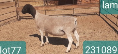 1X DORPER T4 EWE VICTOR KRUGER DORPERS