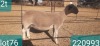 1X DORPER T3 PREGNANT EWE VICTOR KRUGER DORPERS