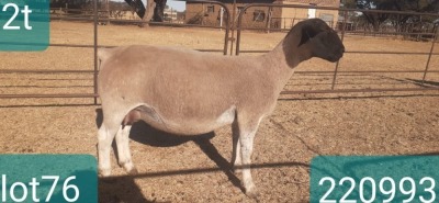 1X DORPER T3 PREGNANT EWE VICTOR KRUGER DORPERS