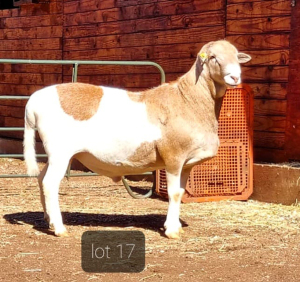 LOT 17 1 X MEATMASTER RAM Hakuna Matata Meatmasters