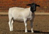 1X DORPER T4 PREGNANT EWE JOWILIZE DORPER