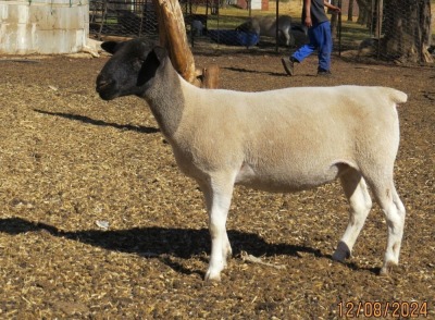 1X DORPER T3 EWE JOWILIZE DORPER