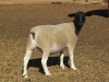 1X DORPER T3 PREGNANT EWE JOWILIZE DORPER