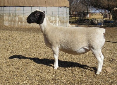 1X DORPER T4 EWE JOWILIZE DORPER